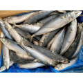 Meeresfrüchte gefrorener frischer pazifischer Makrelen-Fisch-Großhandel